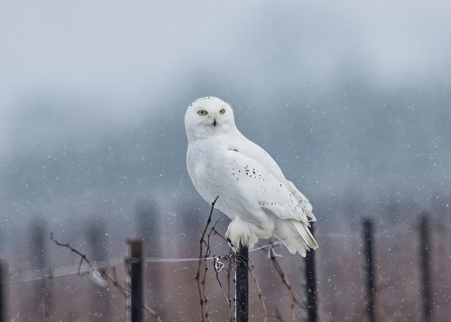 Snowy Owl In a Snowstorm #1 Photograph by CR Courson