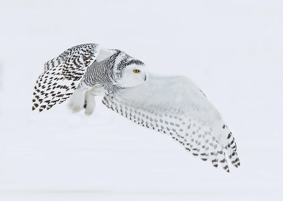 Snowy Owl In Flight #1 Photograph by CR Courson
