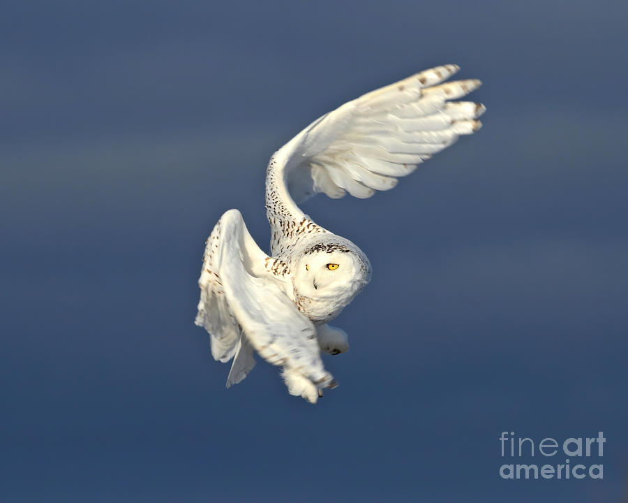 Snowy owl in flight  #1 Photograph by Heather King