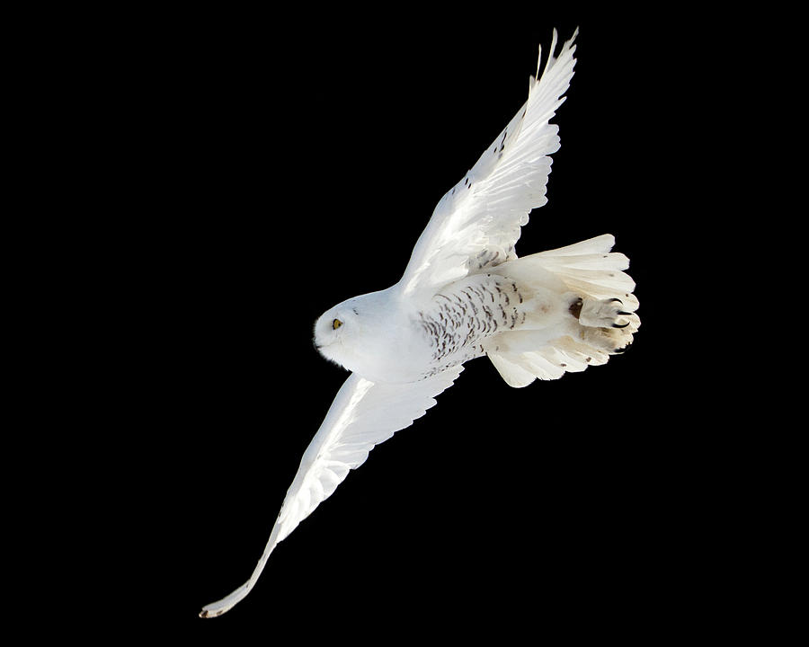 Snowy Owl In Flight Photograph by Paul Wishart