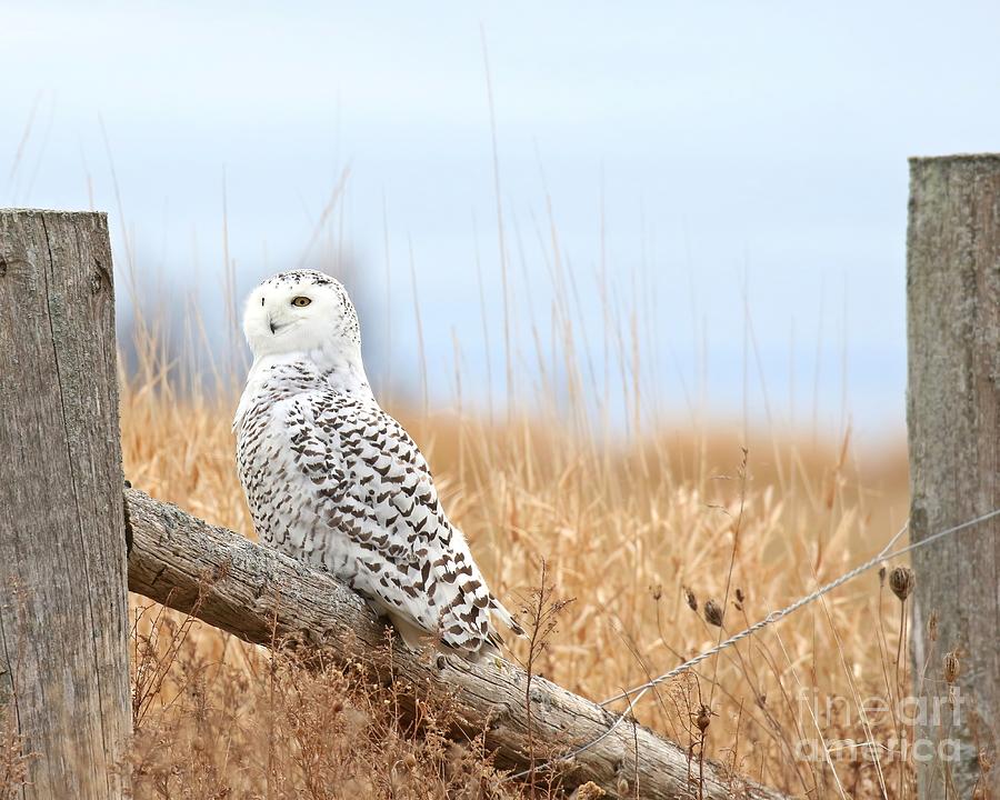 Snowy owl in golden fields #1 Photograph by Heather King