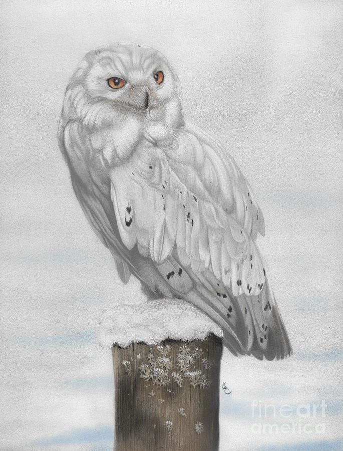 Snowy Owl Painting by Karie-ann Cooper