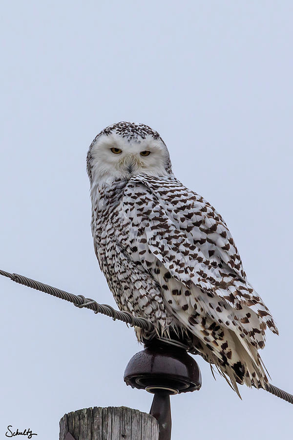 Snowy Owl #1 Photograph by Paul Schultz