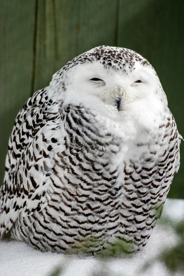 Snowy Owl #1 Photograph by Sally Cooper