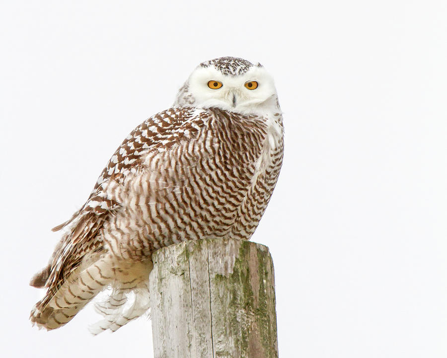 Snowy Owl #1 Photograph by Timothy McIntyre