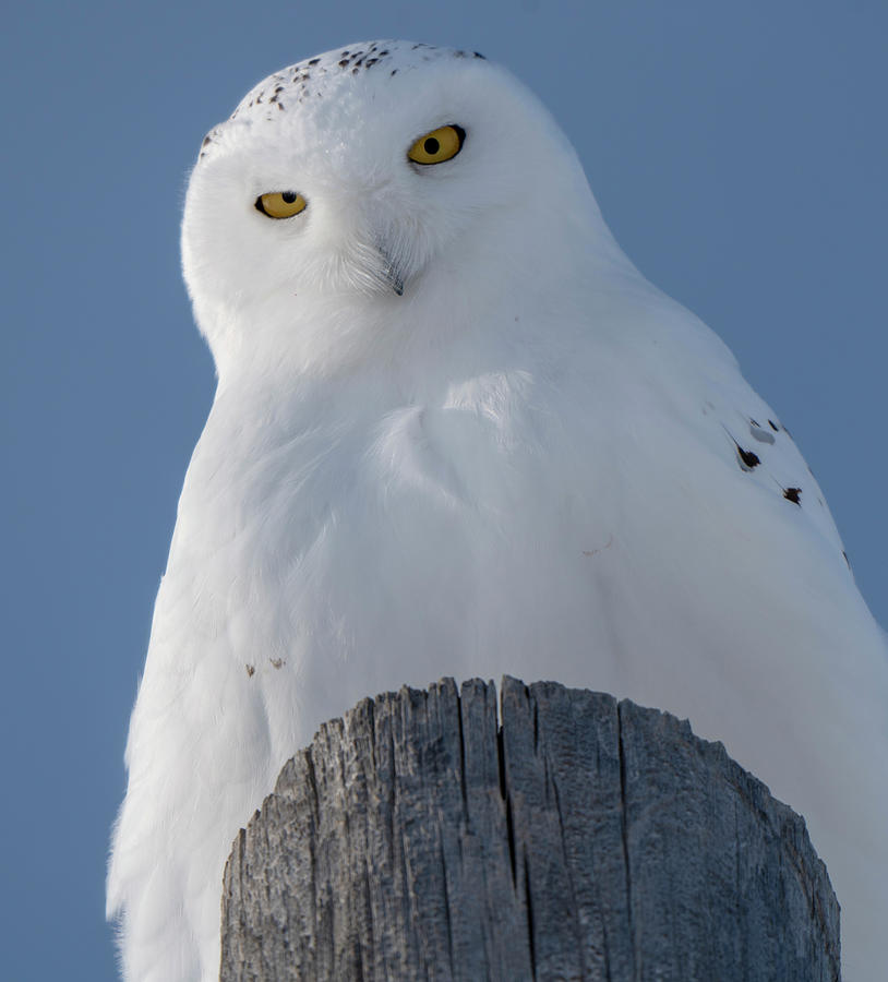 Snowy Owl Winter Photograph