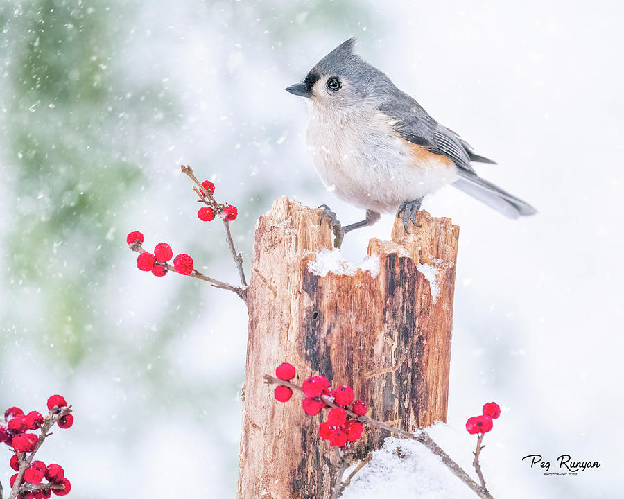 Snowy Perch #1 Photograph by Peg Runyan