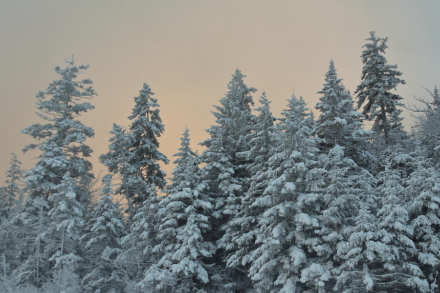 Snowy Spruce Trees Photograph by John Burk - Fine Art America