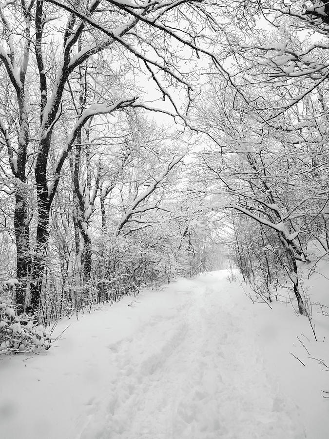 Snowy tale #1 Photograph by Jivko Nakev