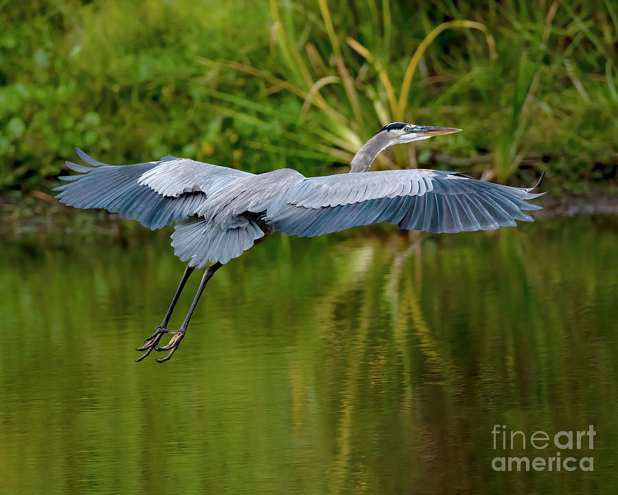 Nature Photograph - Soaring #1 by Dale Erickson