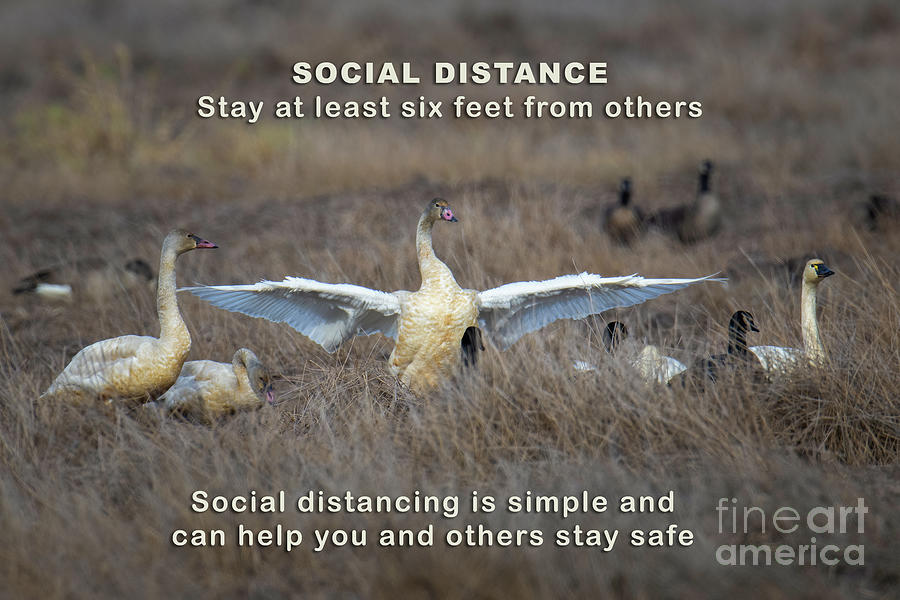 Social Distance #1 Photograph by Craig Leaper