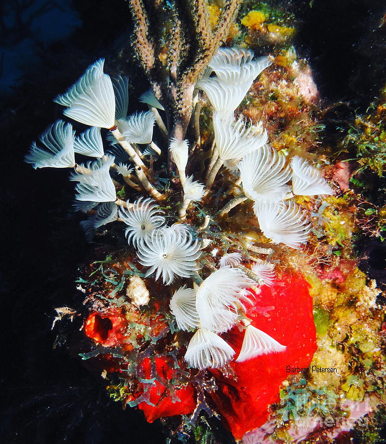 Social Feather Duster Worms #1 Photograph by Barbara Petersen