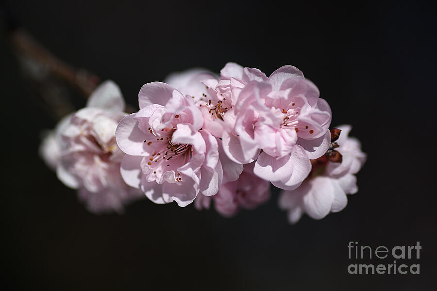 Soft Pink Blossom #2 Photograph by Joy Watson