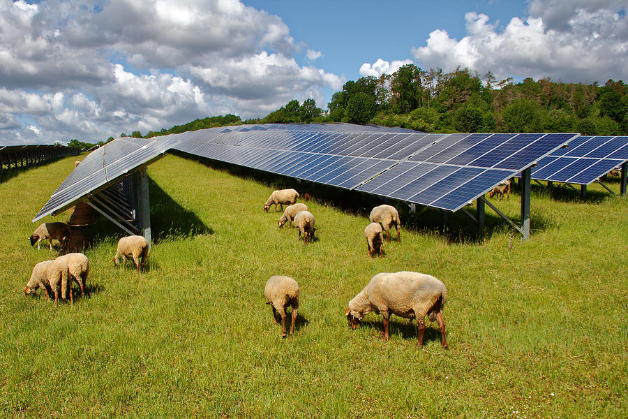 Solar Power Station With Sheep #1 Photograph by Karl-Friedrich Hohl