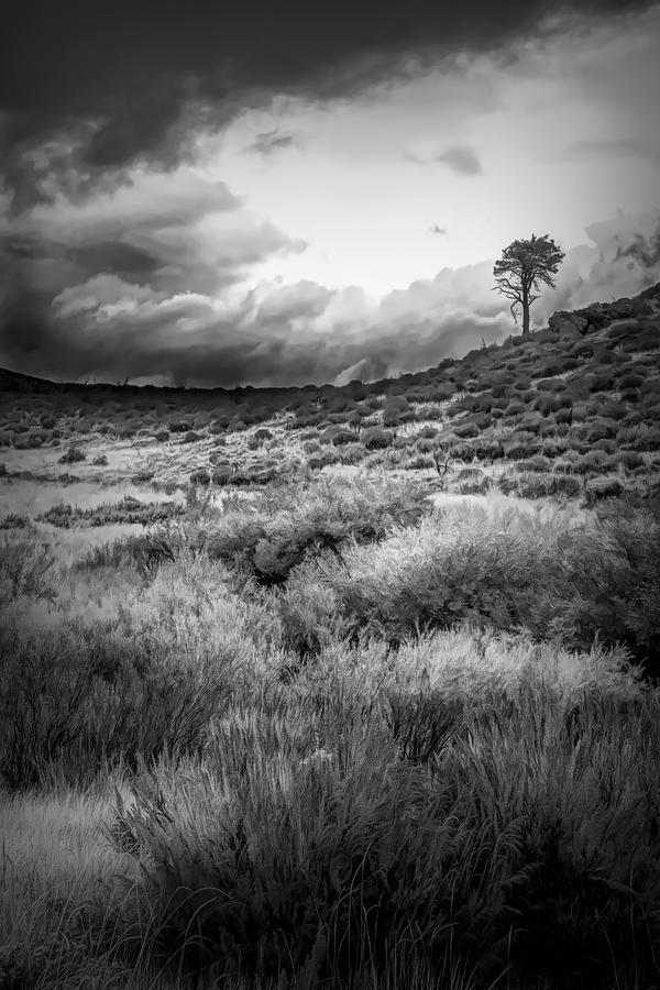 Solitary Pine Photograph