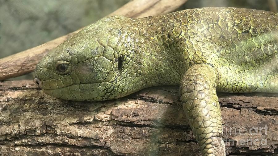 Solomon Islands Skink Photograph By Benny Marty Fine Art America   1 Solomon Islands Skink Benny Marty 