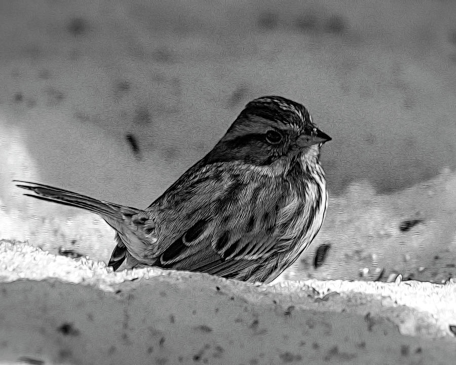 Song Sparrow  Photograph by Cathy Kovarik