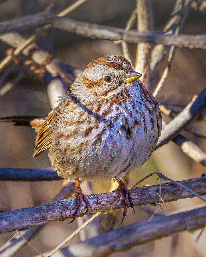 Song Sparrow #1 Photograph by Mark Mille