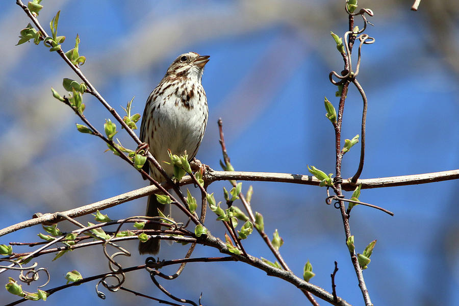 Song Sparrow Port Jefferson New York #1 Photograph by Bob Savage