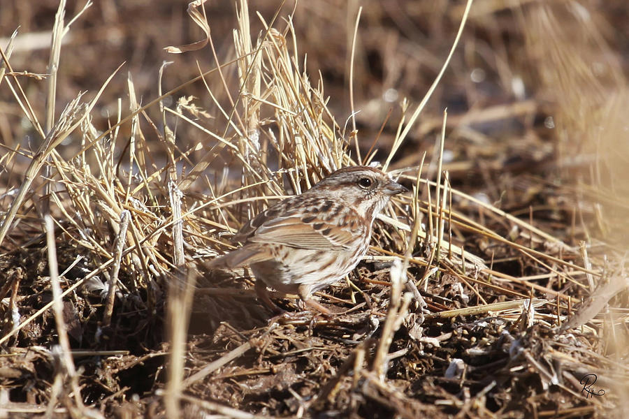 Song Sparrow #1 Photograph by Robert Harris