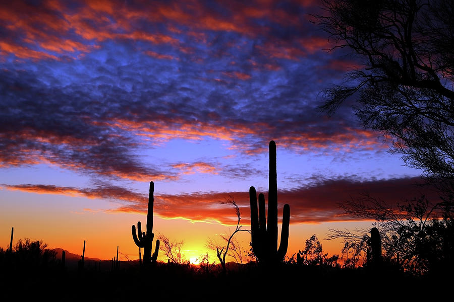 Sonora Desert Sunset Photograph by Glen Loftis - Fine Art America