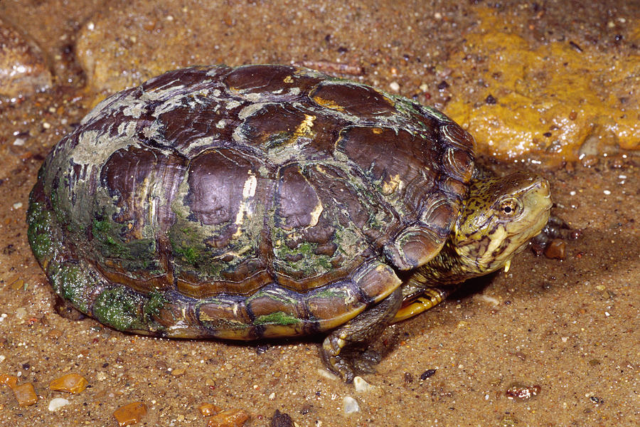 Sonora Mud Turtle #1 Photograph by Michael Redmer - Fine Art America