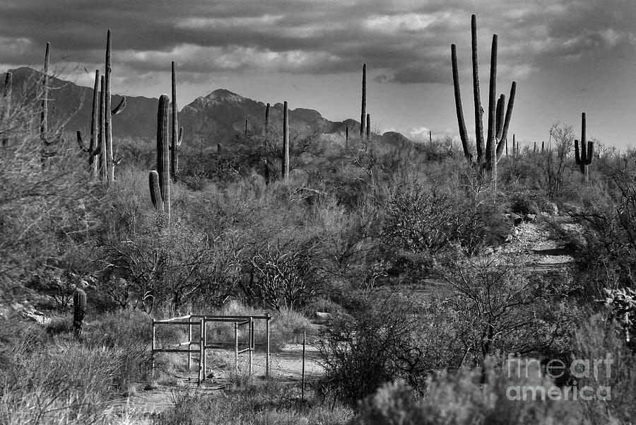 Mountain Photograph - Sonoran Desert Black And White #1 by Edward Printz
