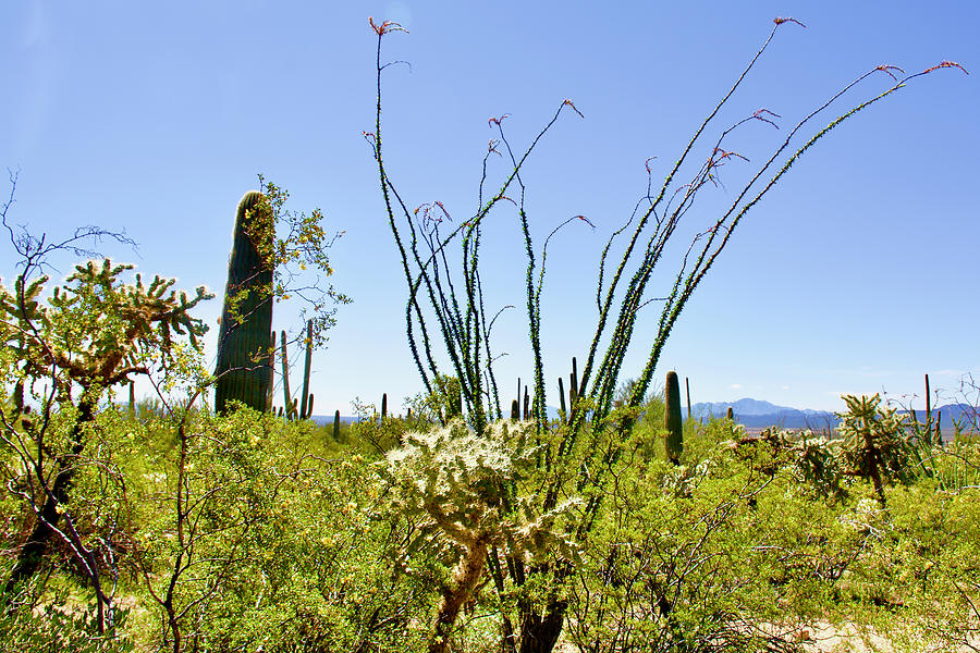 Sonoran Desert Landscape in West Saguaro National Park in Tucson, Arizona #1 Photograph by Ruth Hager