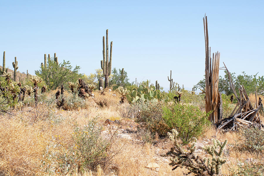 Sonoran Desert Photograph