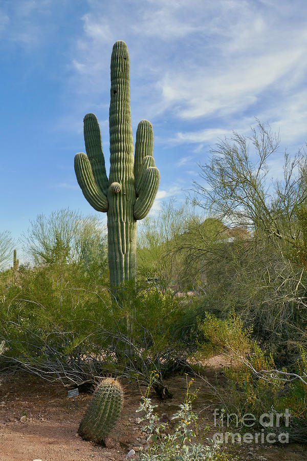 Sonoran Desert #1 Photograph by Sean Griffin