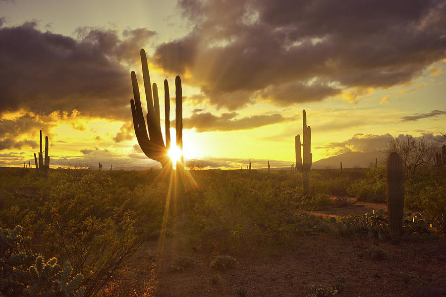 Sonoran Desert Sunset Photograph by Chance Kafka