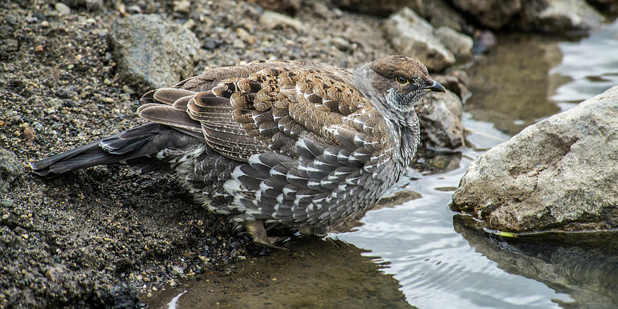 Summer Photograph - Sooty Grouse #1 by Yeates Photography