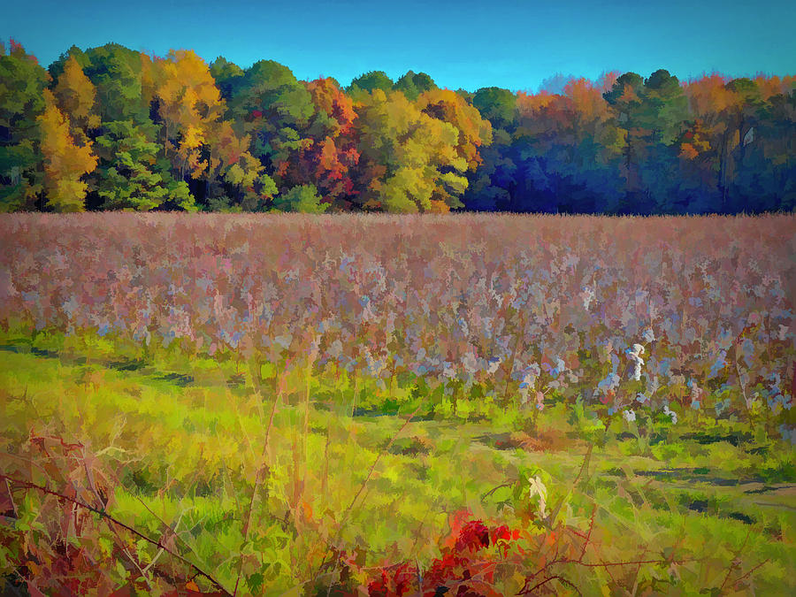 South Carolina Cotton Field and Trees #1 Photograph by Alan Goldberg
