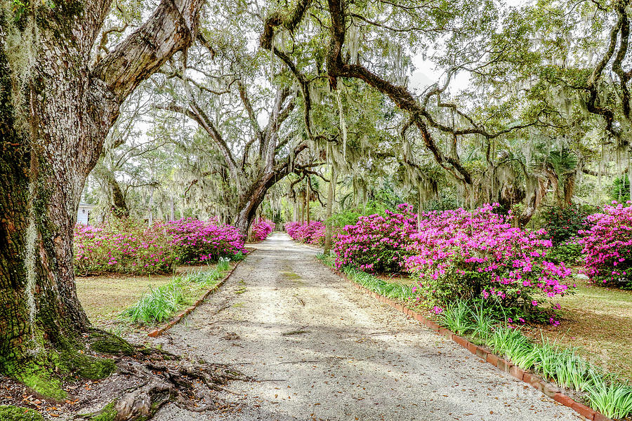South Carolina Plantation #1 Photograph by Scott Moore