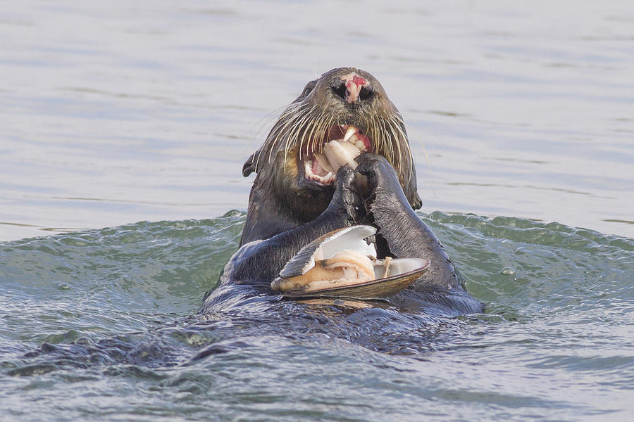 Southern (California) Sea Otter eating a clam close-up #1 Photograph by Hal Beral