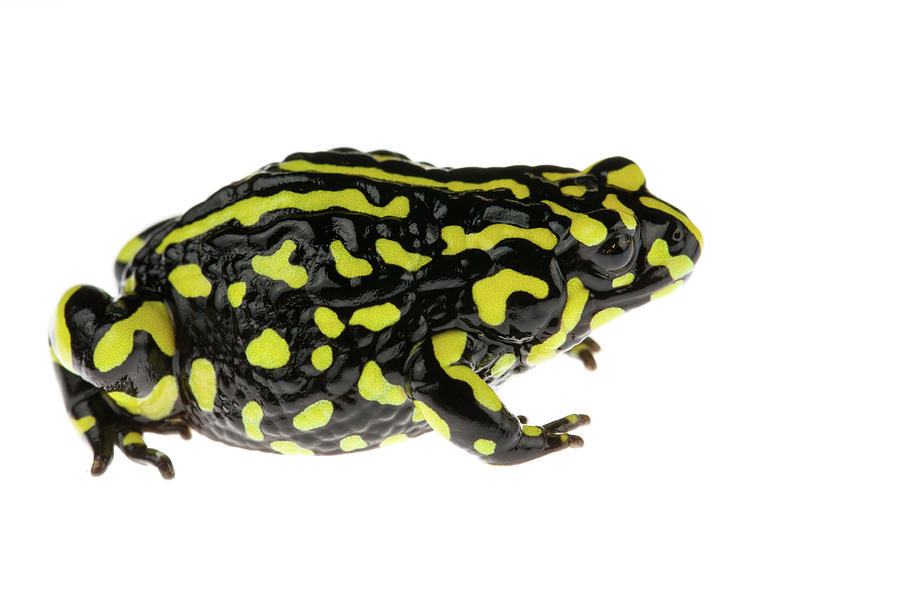 Amphibians Photograph - Southern Corroboree Frog #1 by JP Lawrence