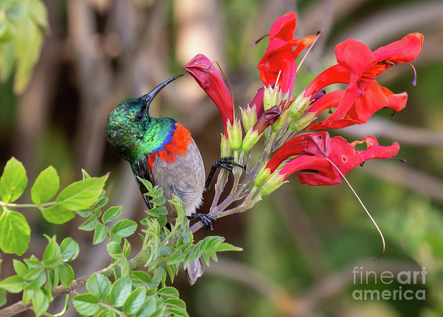 Southern Double-Collared Sunbird #1 Photograph by Eva Lechner