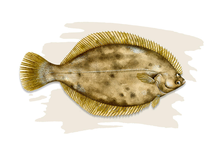 Southern Flounder Painting by Dawn Witherington | Fine Art America