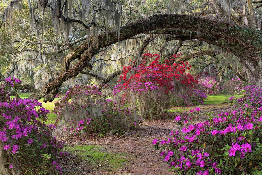 Southern Garden Lowcountry South Carolina Photograph by Mark VanDyke ...