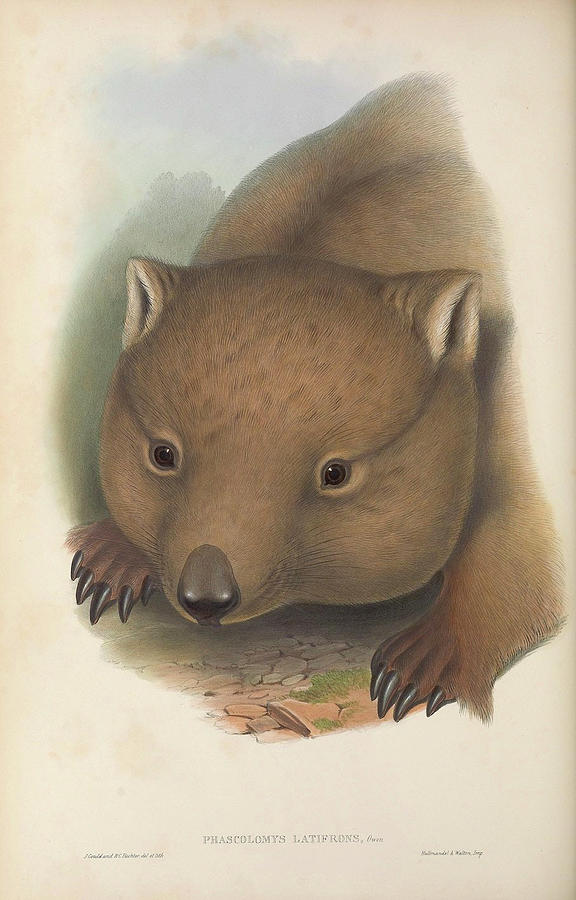 Southern Hairy-nosed Wombat #1 Photograph by John Gould Southern Hairy-nosed Wombat #1 Photograph by John Gould