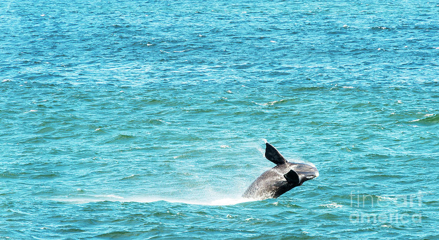 Southern Right Whale Breaching Photograph