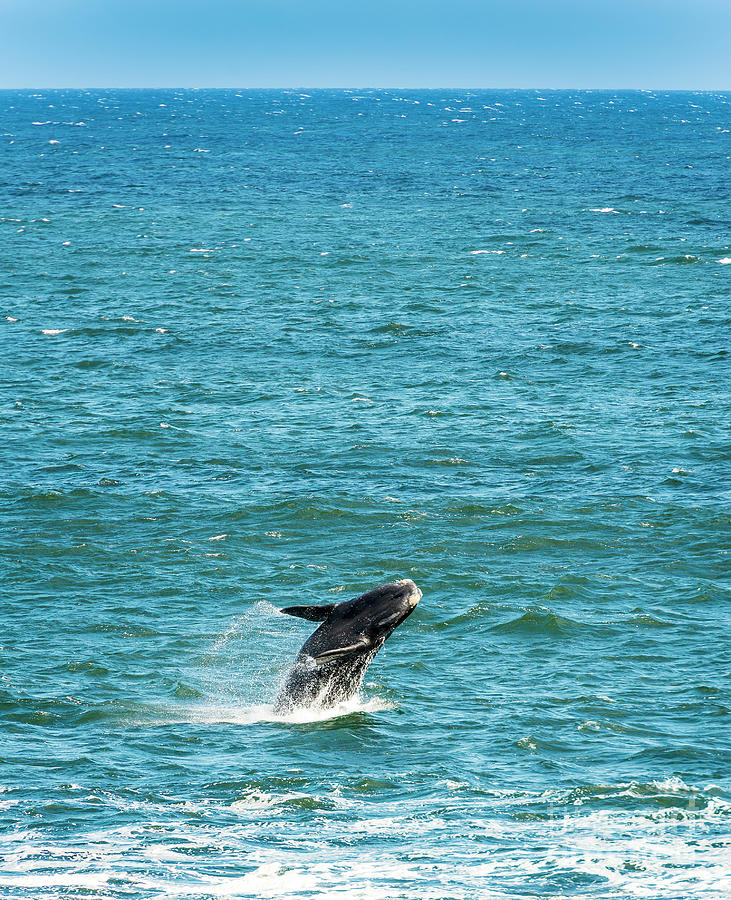 Southern Right Whale Jumping Photograph
