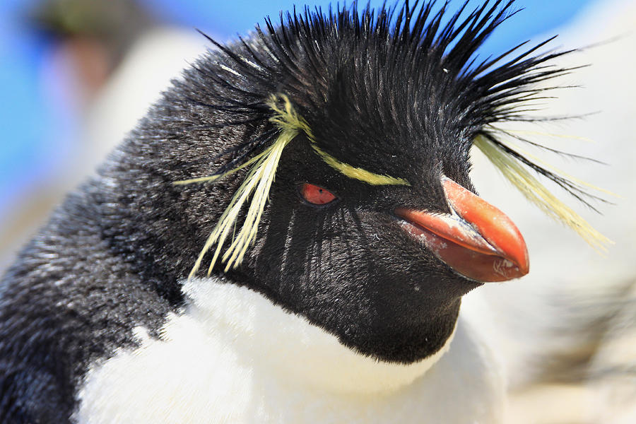 Southern Rockhopper Penguin, Falkland Islands #1 Photograph by Martin Priestley