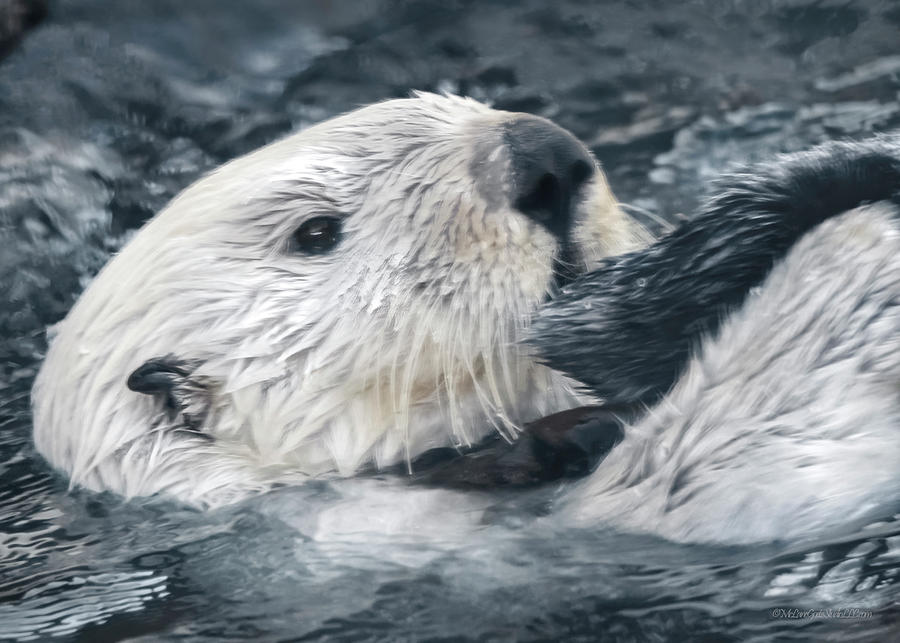 Southern Sea Otter  #1 Photograph by LeeAnn McLaneGoetz McLaneGoetzStudioLLCcom