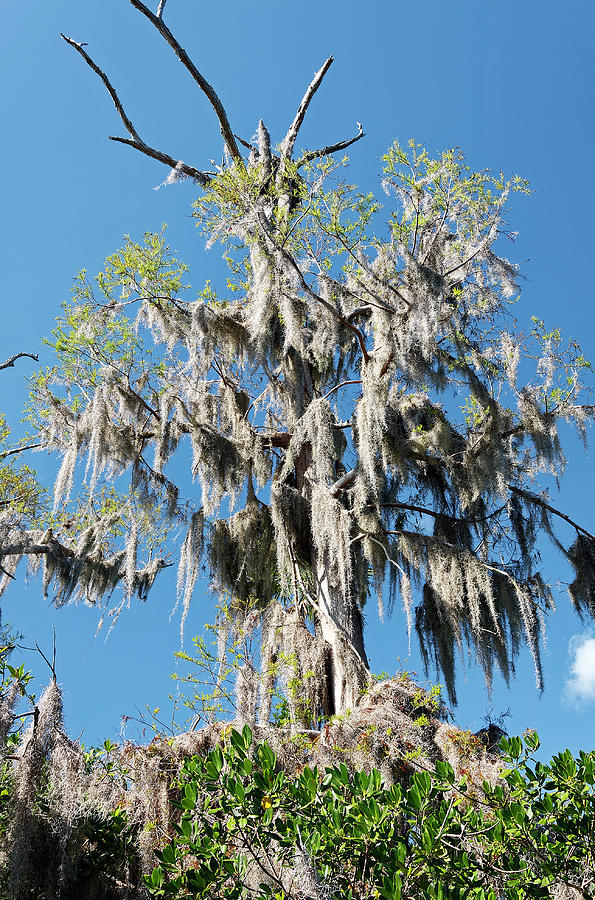 Spanish Moss Decoration #1 Photograph by Sally Weigand