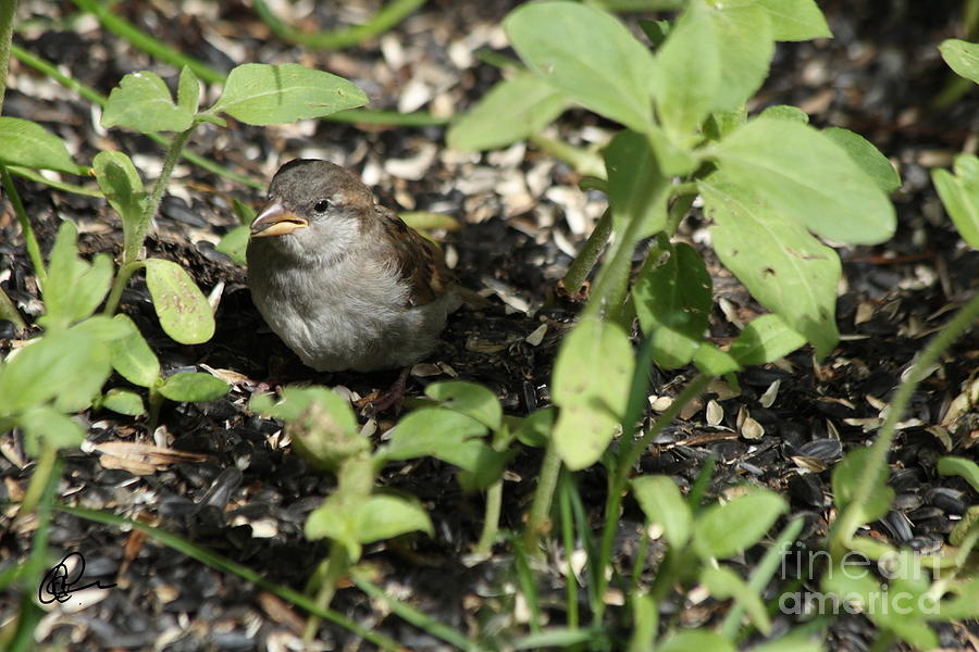 Sparrow #1 Photograph by Ann E Robson