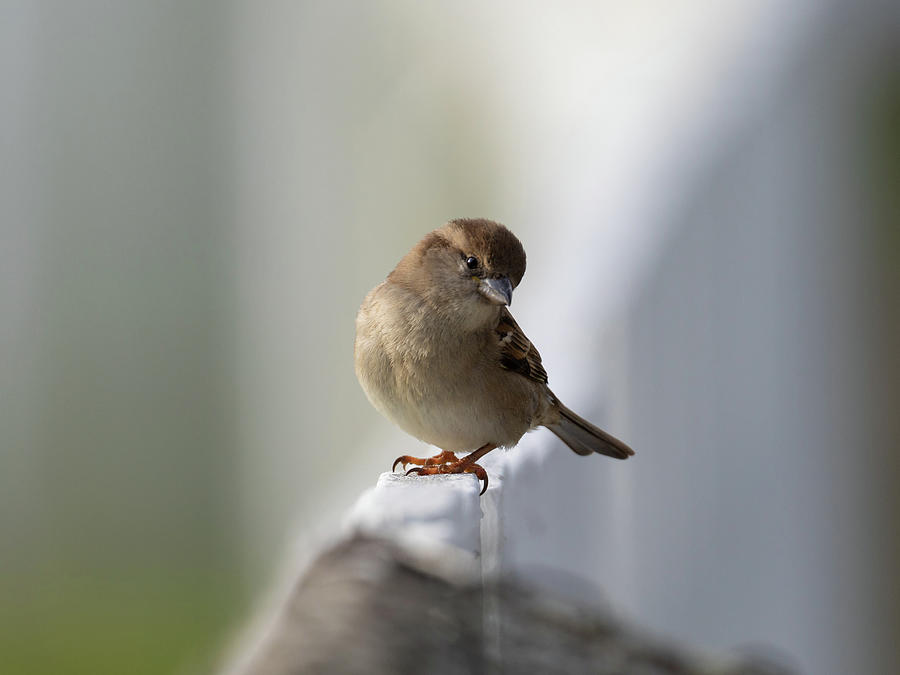Sparrow #1 Photograph by Rachel Morrison
