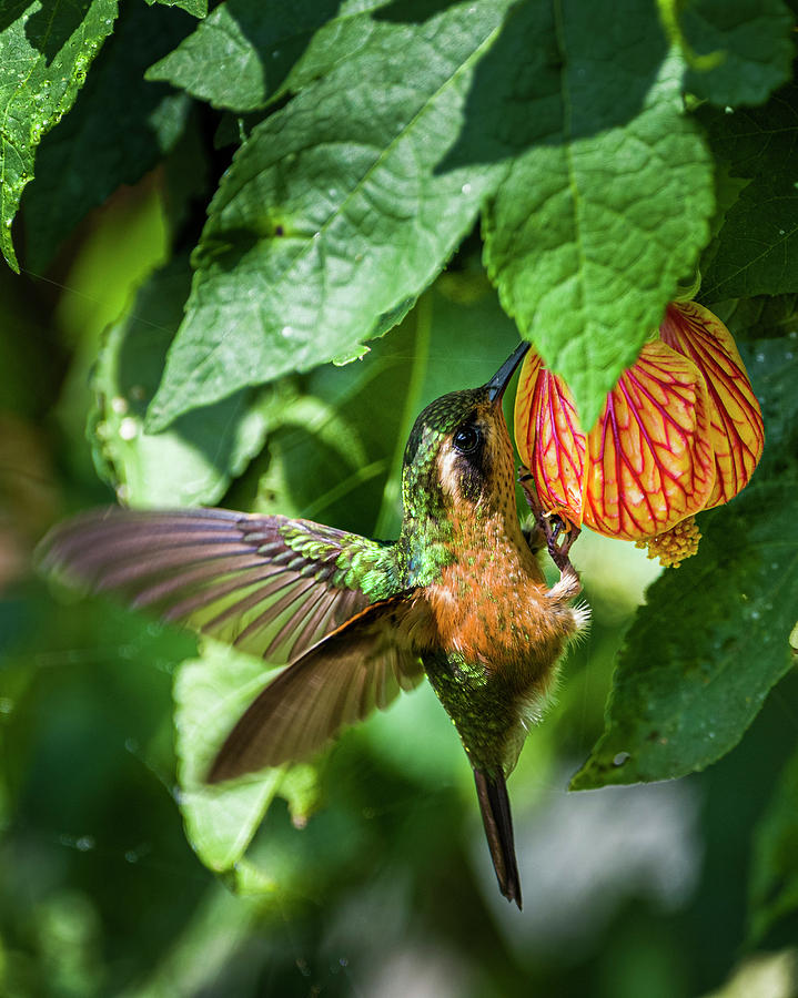 Speckled Hummingbird Finca Florida Cali Valle del Cauca Colombia #1 Photograph by Adam Rainoff