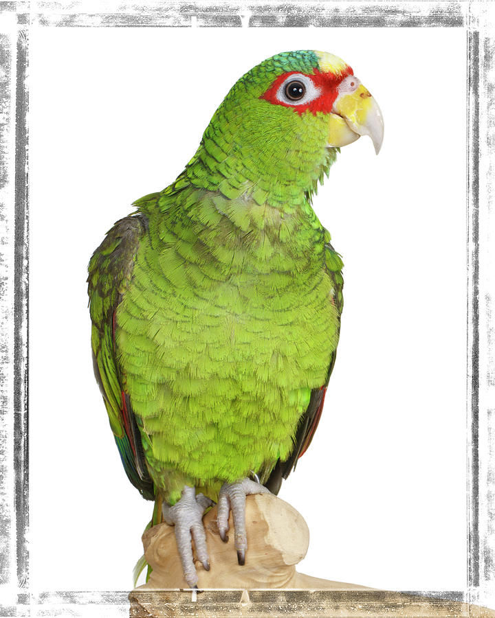 Spectacled Amazon Parrot Feldstein - Pixels