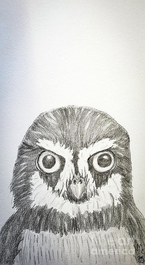 Spectacled Owl  #1 Drawing by Mary Capriole
